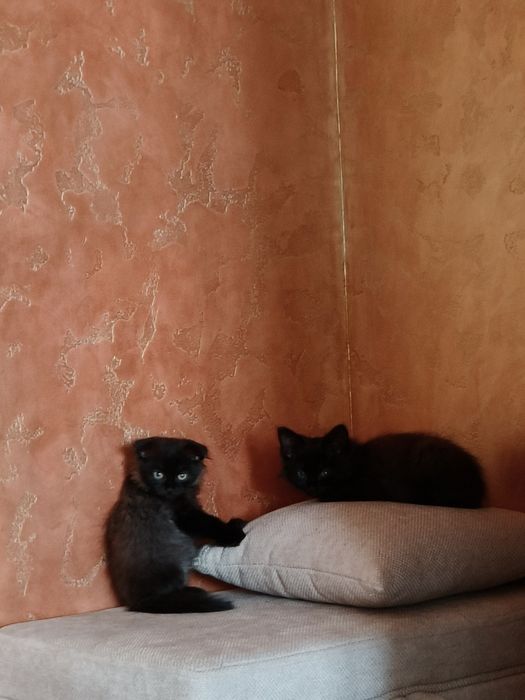 Отдам чёрных котят.