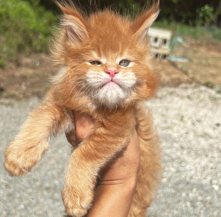 Кошенята породи мейн кун