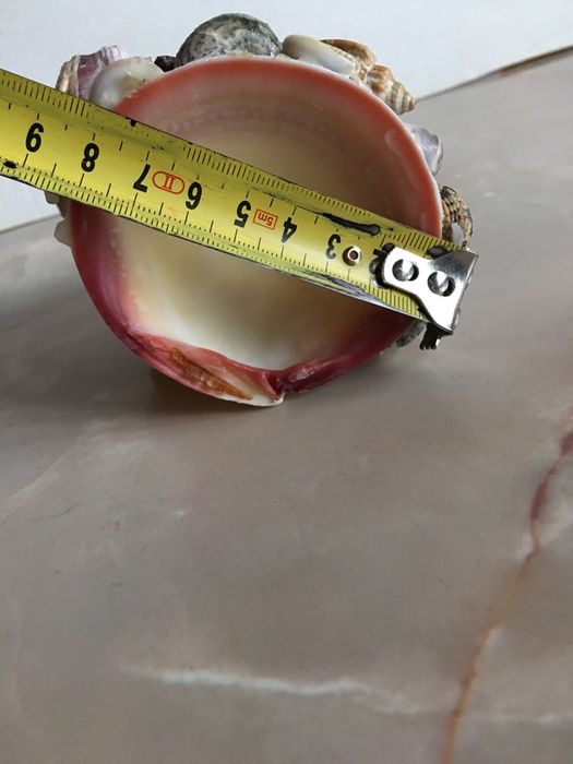 Ракушка ракушки много ракушек