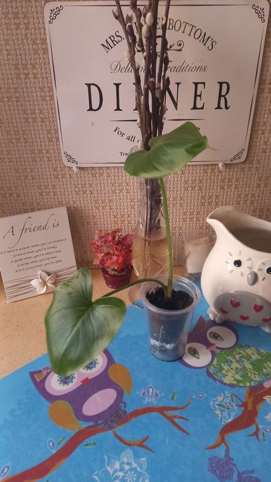 Калла эфиопская белого цвета