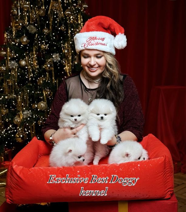 Лакшері сегмент ідеальні SUPER VIP mini померанці. Померанський шпіц