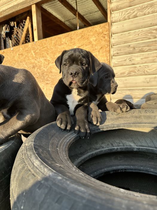 Чёрный Кане-Корсо мальчик Bobi 2мес