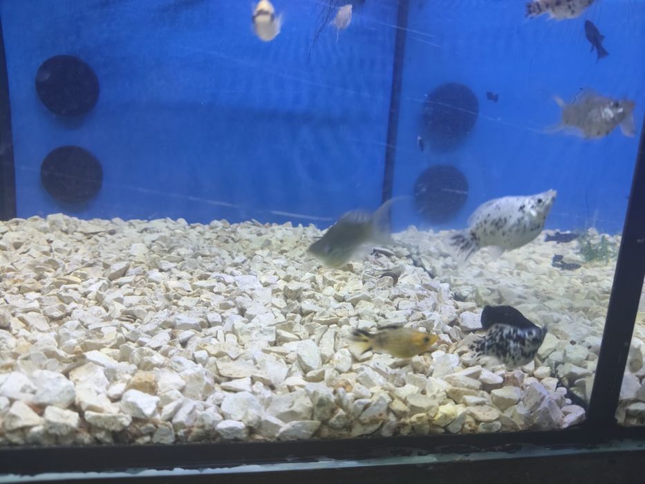 Mollys balão variadas