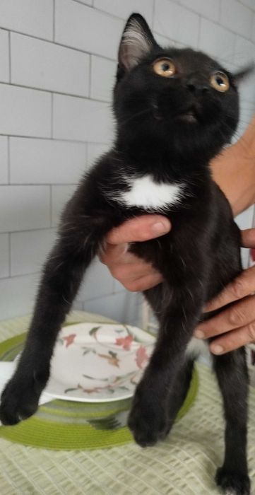 Gatinha bebé para adoção responsável. URGENTE