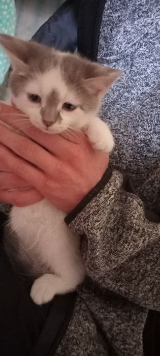 Віддам кошенят в хороші руки, безкоштовно