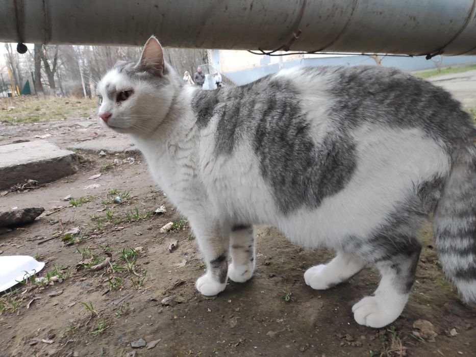 Найден котик Слонык