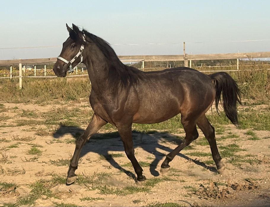 1,5 roczny ogier