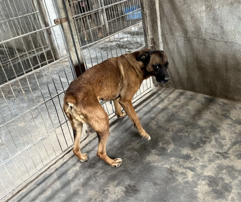 Puma w typie boksera szuka domu. Adoptuj!