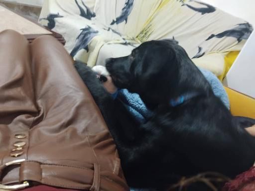 Cao para doar urgente