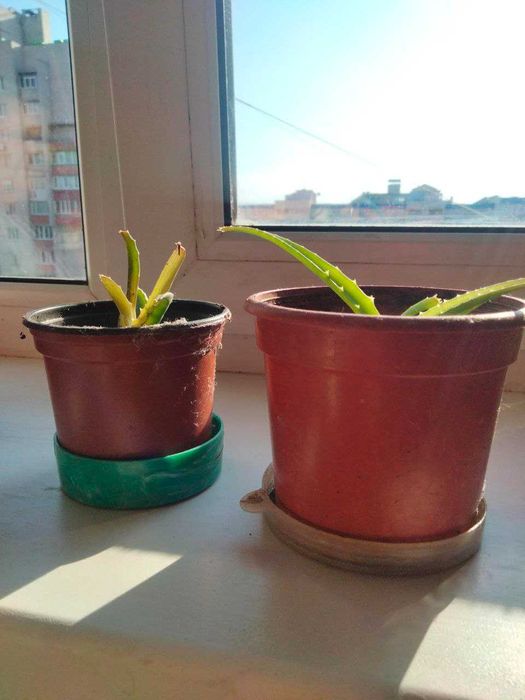 алоэ                                   .