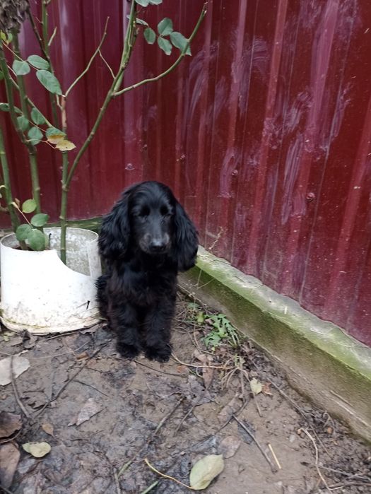 Чорний англійський спаніель