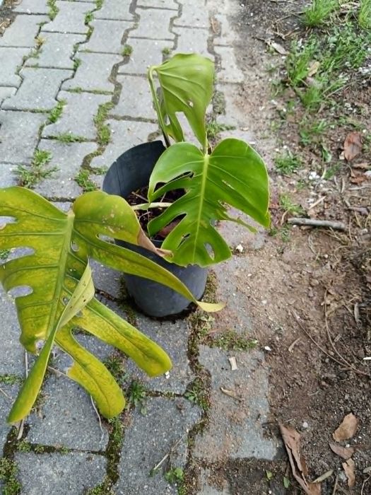 Monstera - Costela de Adão