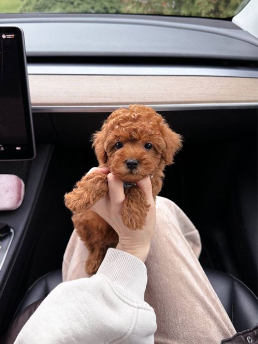 Неймовірний малюк Мальтипу F2 VIP