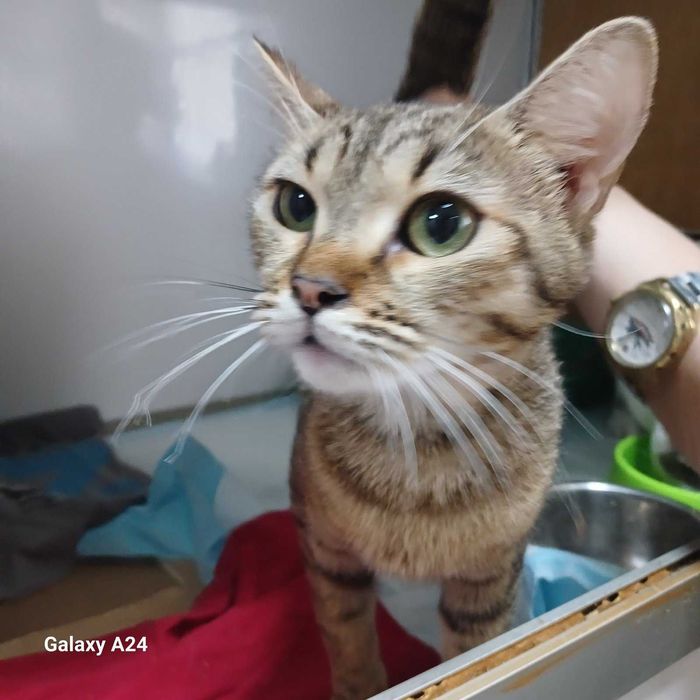 Кицюня в клітці ветеринарної клініки шукає домівку