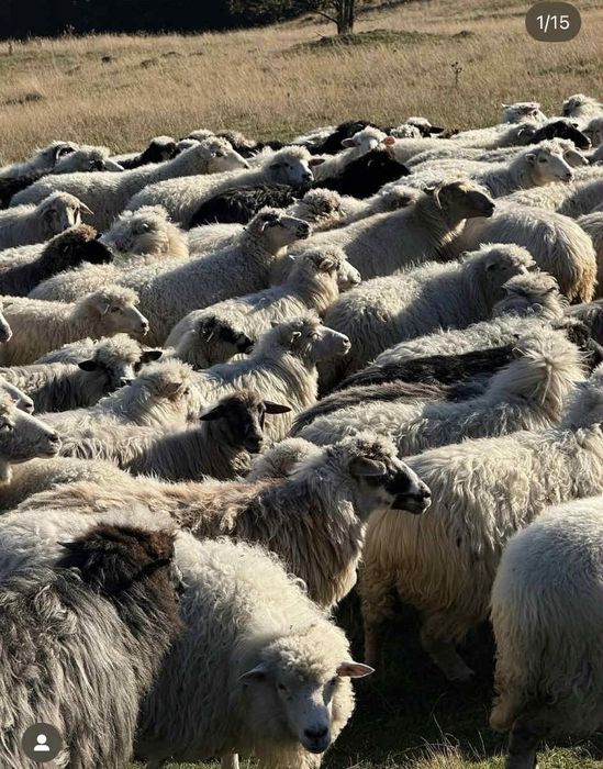 Продаються вівці великі