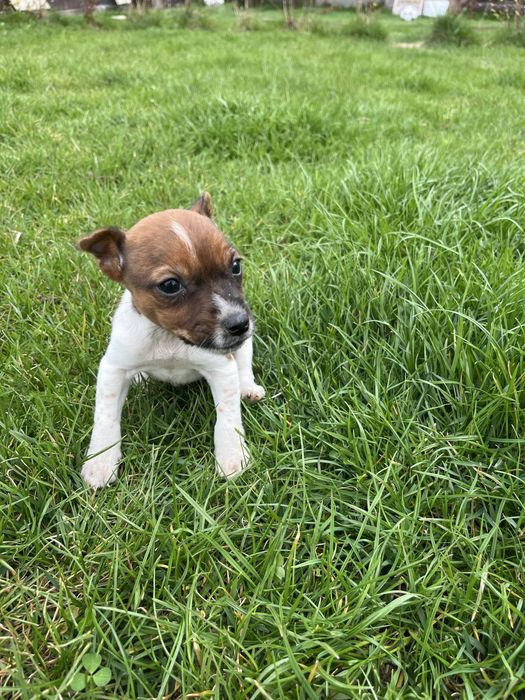 Jack Russell Terrier suczka