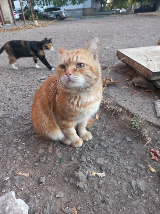 Котик Рижик шукає родину
