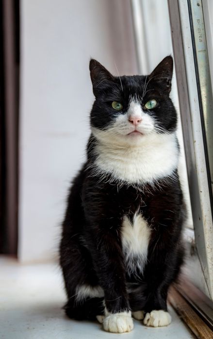 Отдам даром в добрые руки черно-белую кошечку