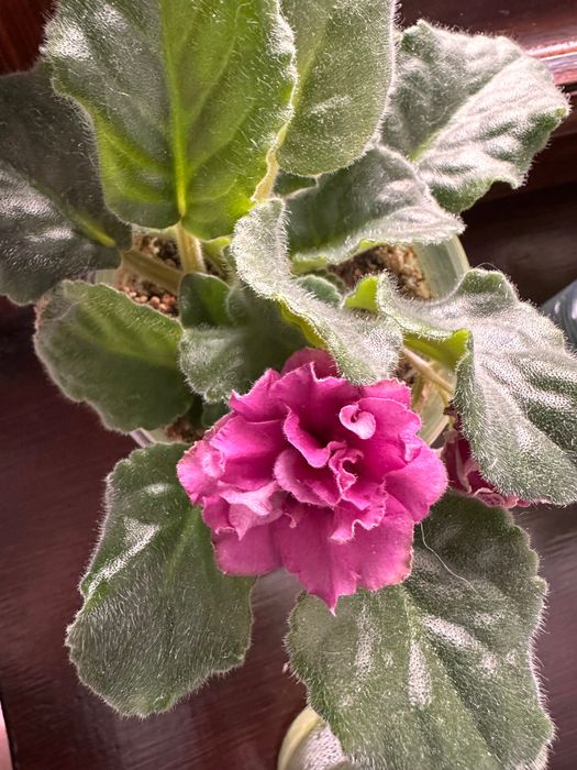 Квіти фіалка листочки