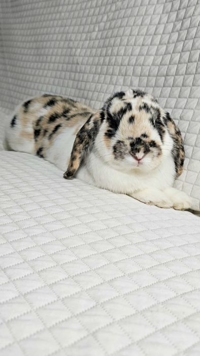 Królik Baranek Bernard