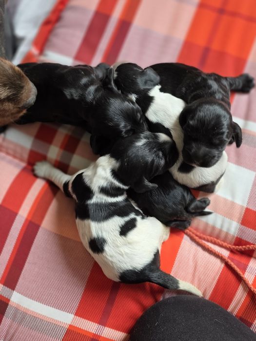 Cocker spaniel angielski