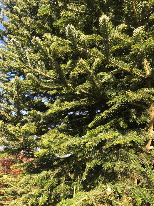 gałązki na stroiki, więce jodła kaukaska