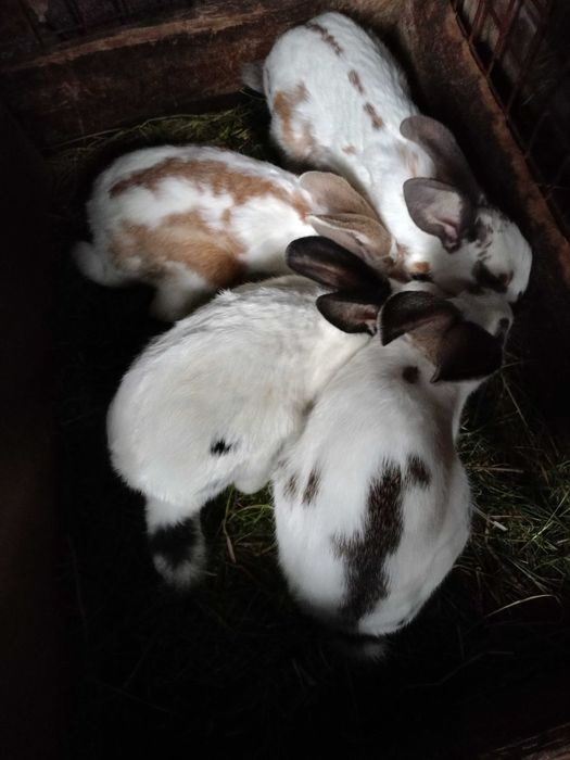 Sprzedam króliki 9-10 miesięcy