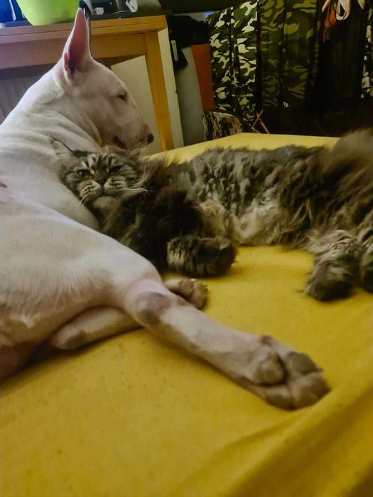 Oddam Bulteriera. Bulterier szuka domu. Adopcja bulteriera.