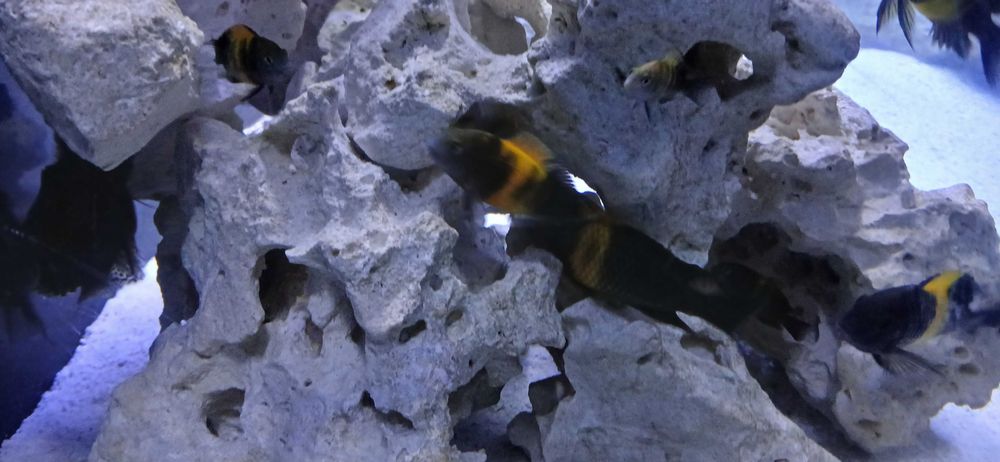 Tropheus  bemba dubois kiriza młode i dorosłe