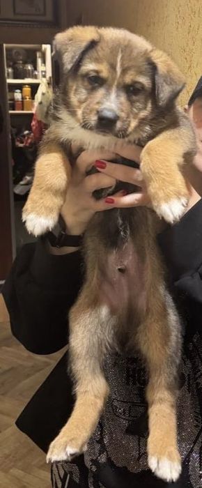 Щенки в добрую, любящею семью