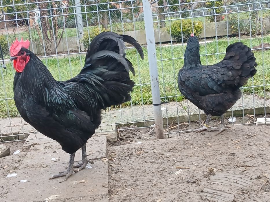 Kogut kura australorp czarny