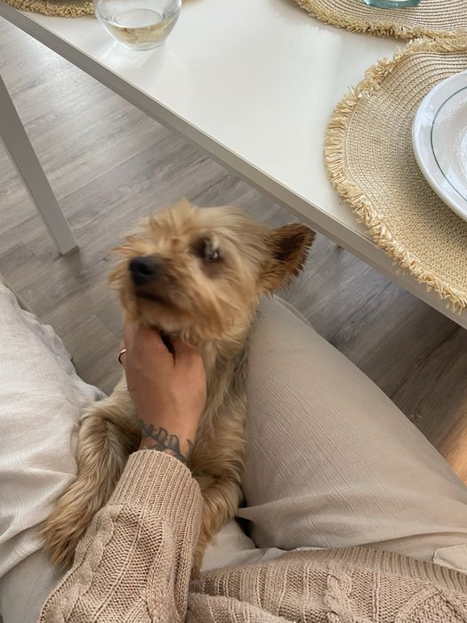 Yorkshire para adoção responsavel