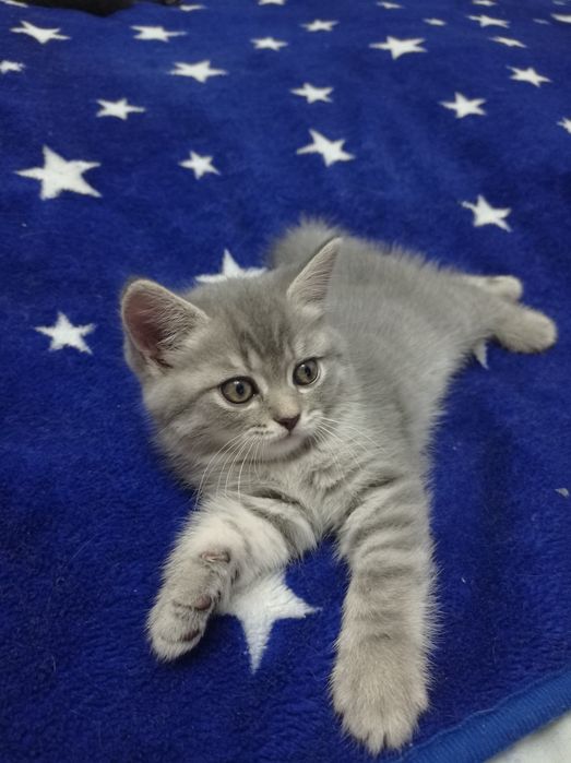 Шотландські висловухі та прямовухі кошенята Scottish Fold і Scottish Straight