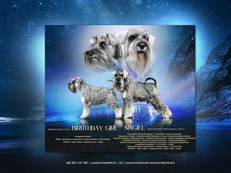 Sznaucer Miniaturowy Pieprz i Sól (ZKwP, FCI)