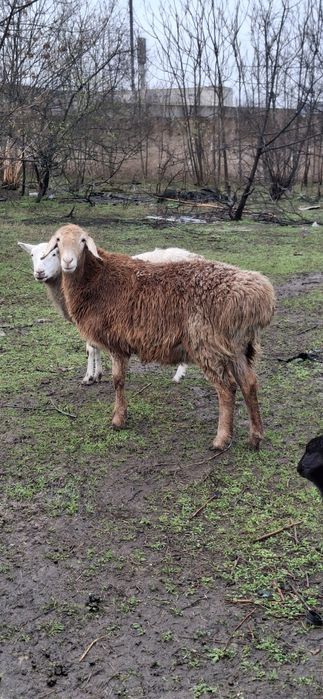 Вівці гісарскі продам