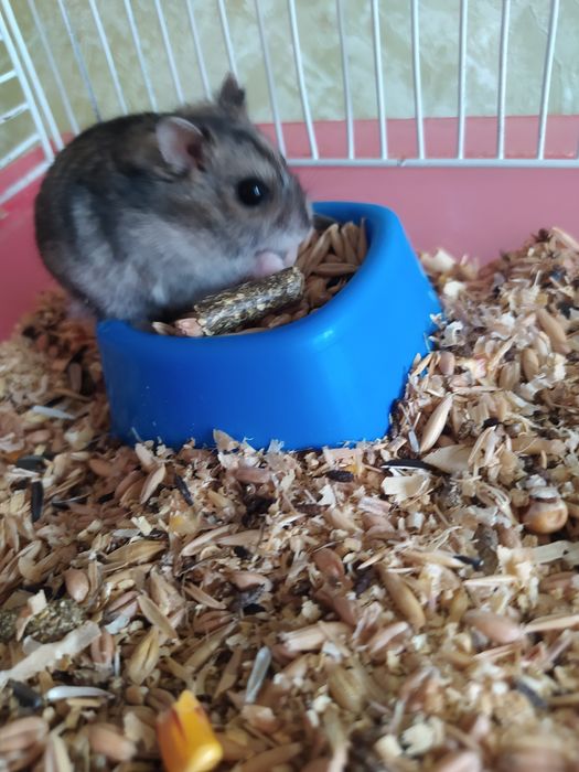 Джунгарский хомяк