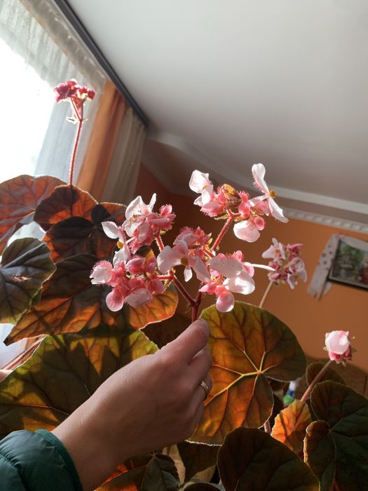 Вазон вазонок квіти БЕГОНІЯ КОРОЛІВСЬКА великий кімнатні рослини 2 м .