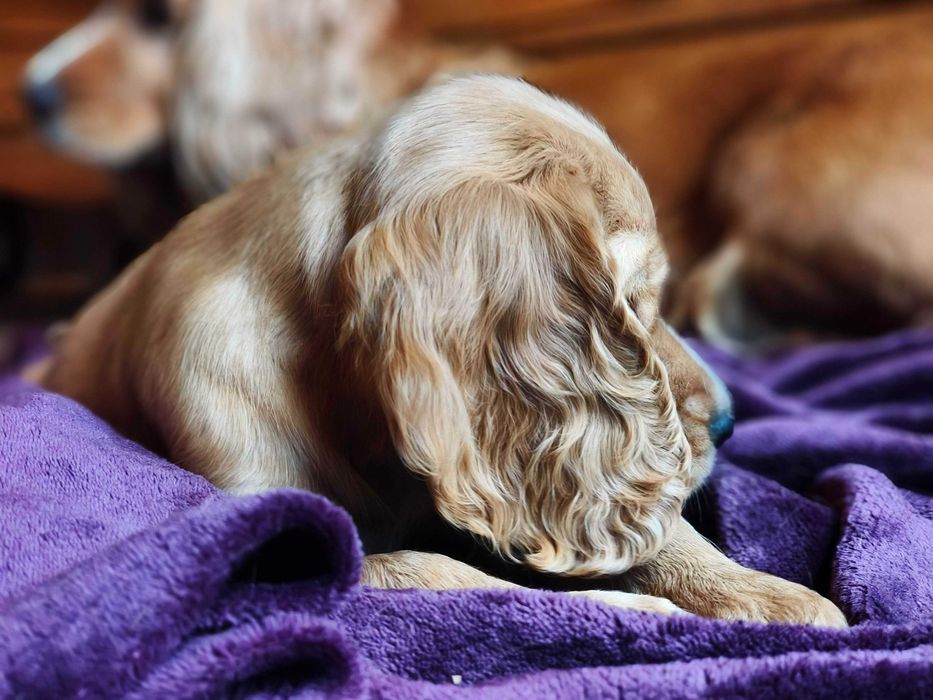 Sunia Cocker Spaniel Angielski - pełny rodowód