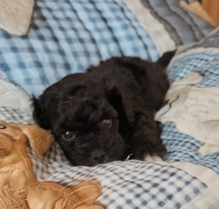 Maltipoo kochany chłopczyk odbiór 27 maj