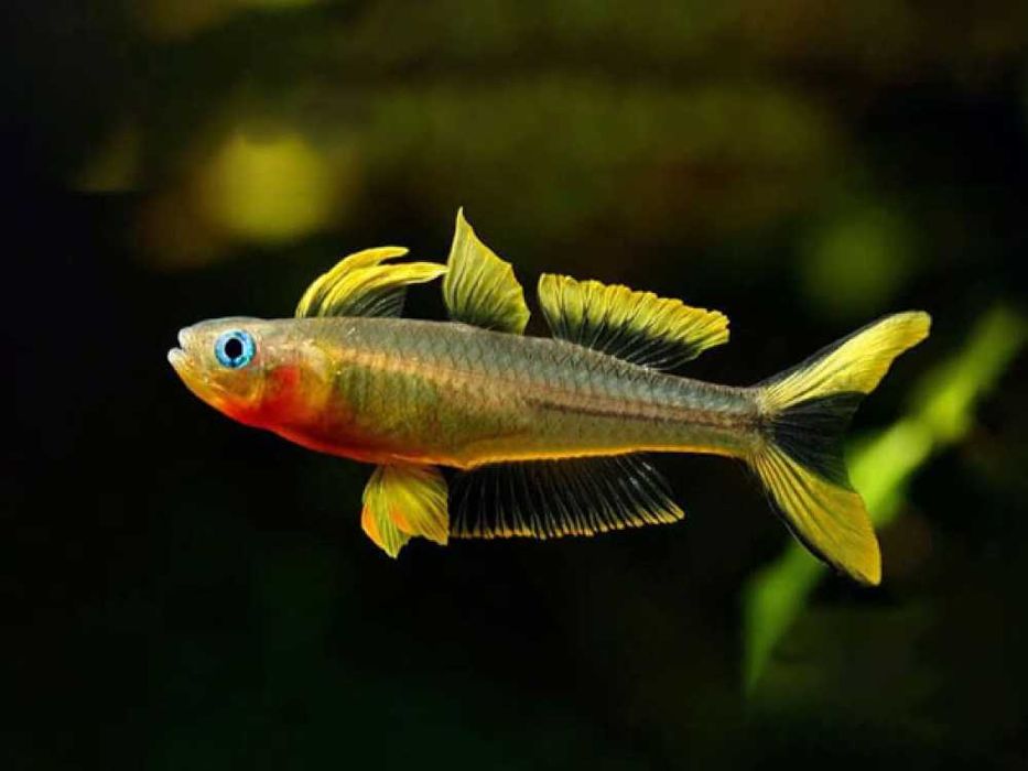 Modrook słoneczny - Pseudomugil furcatus - dowóz, wysyłka Łódź ...