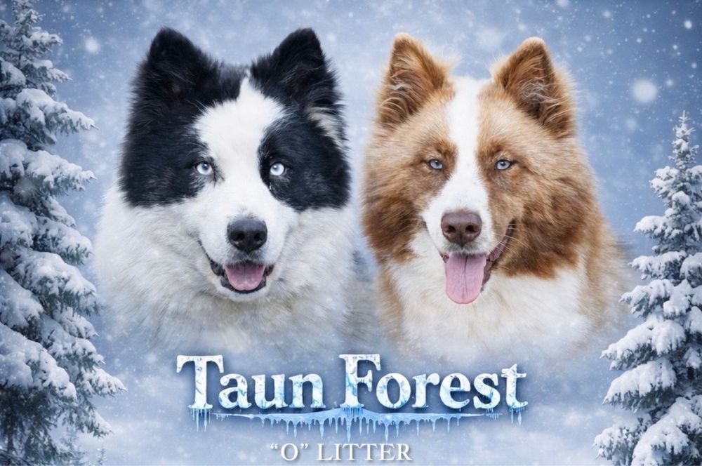 Якутська лайка , голубоокі цуценята .