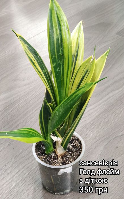 сансевиерия Aethiopica blue