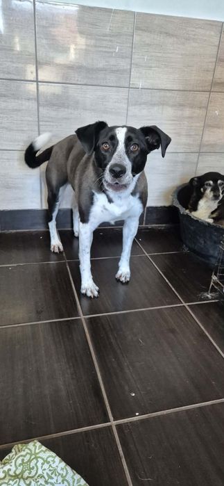 Śliczna, młoda suczka do adopcji