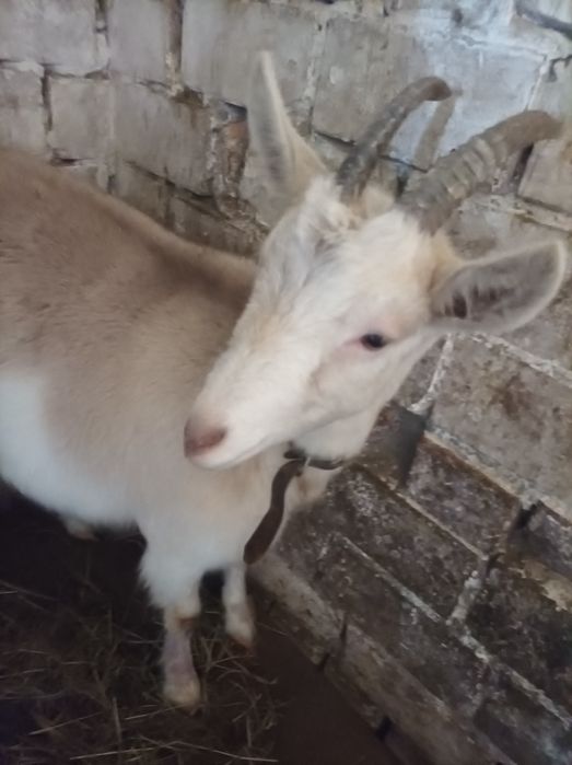 Продаються молоді кози!