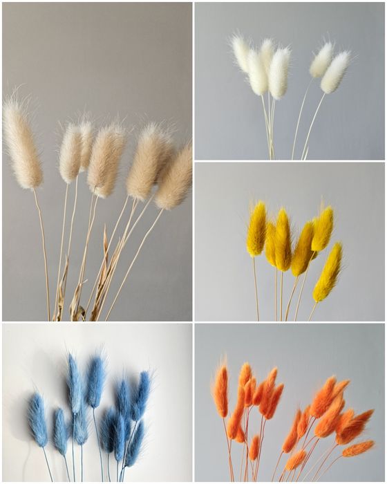 Лагурус, зайцехвіст, фалярис