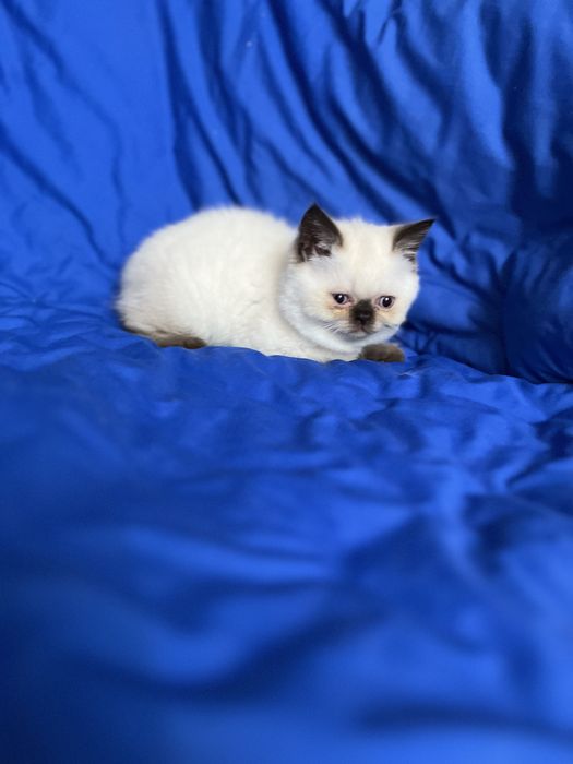 Шотландський котик.Хлопчик страйт