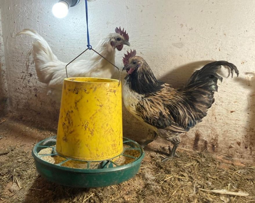 Лакеданзи молодые петухи