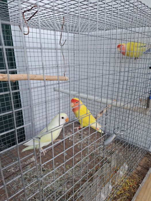 Agapones novos  rosseicollis