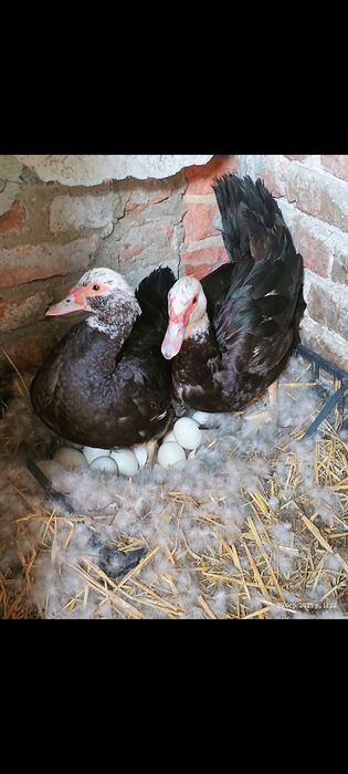 Сім'я качок-шипунів(качур і дві качки)