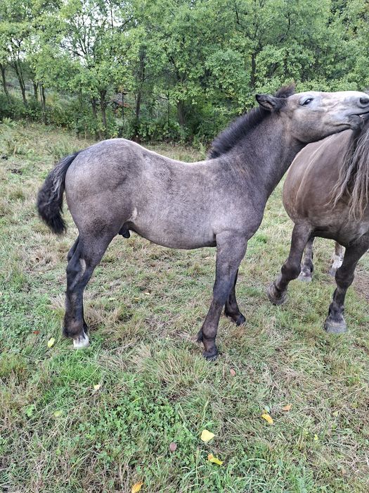Sprzedam źrebaki zimnokrwiste